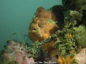 froggy from banka island by Marc Van Den Broeck 